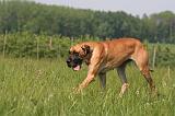 DOGUE ALLEMAND 532